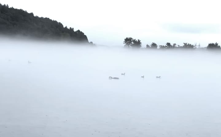 Canada geese, surface fog, Wachusett Reservoir,
